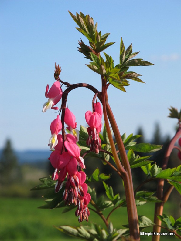 {bleeding hearts}