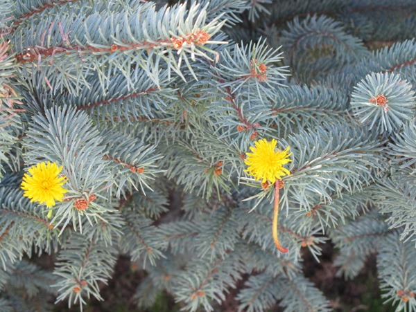 the dandelion tree the dandelion tree