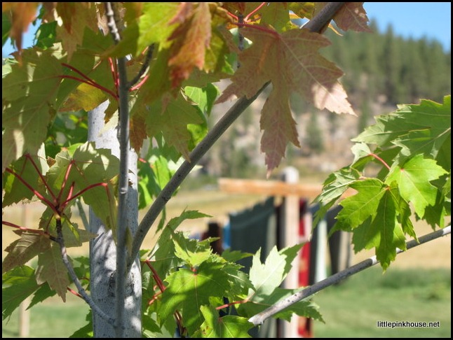 laundry and leaves