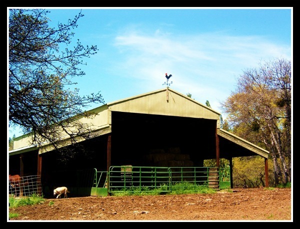 Papa's Barn