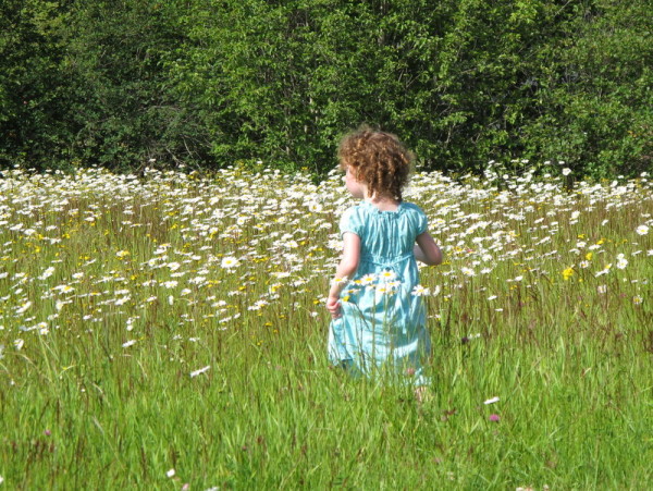 daisies