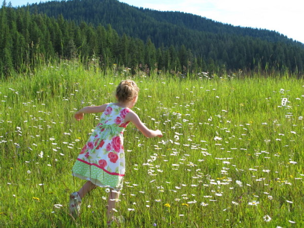 daisy field