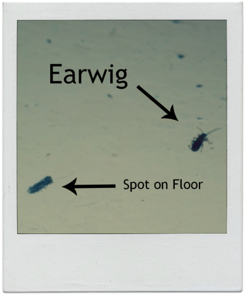 earwig vs. spot