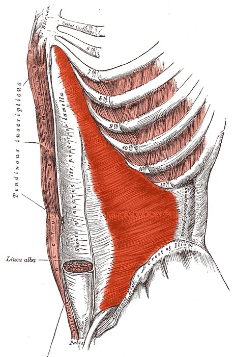 Transversus Abdominis